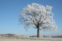 Німеччина, Баден-Вюртемберг, Tuttlingen район, дуб, покриті морозу — стокове фото