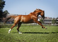 Germany, Baden Wuerttemberg, Constance, View of Trakehner mare bucking in meadow — Stock Photo