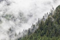 Canada, Colombie-Britannique, vallée de Khutzeymateen, parc provincial Khutzeymateen, refuge d'ours grizzlis de Khutzeymateen, forêt pluviale du Grand Ours — Photo de stock