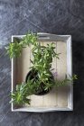 Planta hissopo crescendo em vaso em bandeja de madeira — Fotografia de Stock