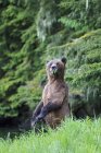 Прямостоячий жіночий Грізлі стоячи на Khutzeymateen ведмедя Грізлі святилище, Сполучені Штати Америки — стокове фото