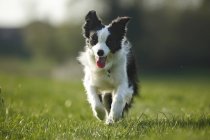 Confine Collie cane in esecuzione su erba con la lingua fuori — Foto stock