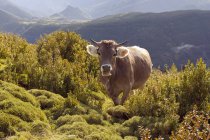 España, Pirineos, Parque Nacional Ordesa y Monte Perdido, Vaca cerca de Nerin - foto de stock