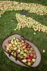 Fresh picked apples — Stock Photo