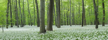 Германия, Вид на Рамсон и буковые деревья в лесу — стоковое фото