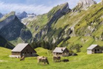 Suiza, Vacas pastando en prados y casas de campo en las montañas - foto de stock