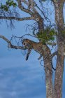 Африка, Кения, Вид леопарда, покоящийся на дереве в Национальном парке Масаи Мара — стоковое фото