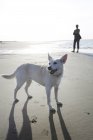 Німеччина, Нижня Саксонія, Східної Фризії, Langeoog, жінка і її собака на пляжі — стокове фото