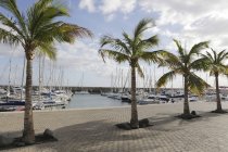 Spagna, Lanzarote, Puerto Calero, Marina con barche e palme — Foto stock