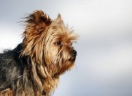Close-up de Yorkshire Terrier cão olhando para os lados — Fotografia de Stock