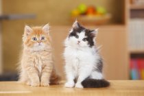 Britische Langhaar-Kätzchen sitzen auf Holzoberfläche — Stockfoto