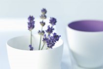 Bowl with lavender flower on white background, closeup view — Stock Photo