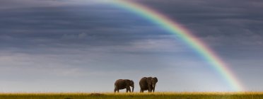 Afrika, Kenia, Afrikanische Elefanten im Masai-Mara-Nationalpark mit Regenbogen im Hintergrund — Stockfoto