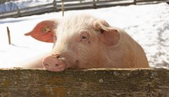 Alemania, Baden Wuerttemberg, Cerdo en la granja - foto de stock