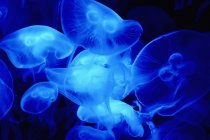 Fluoreszierende Quallen im Aquarium, dunkler Hintergrund — Stockfoto