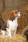 Beagle sentado en paja en el granero y mirando hacia los lados - foto de stock
