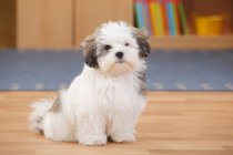 Cachorro de raza mixta sentado en piso de madera en la habitación - foto de stock