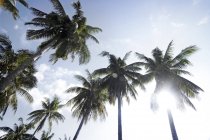 Coconut palms in sunlight — Stock Photo