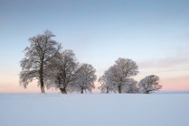 Deutschland, baden-wuerttemberg, windgebogene buchen im winter — Stockfoto