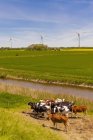 Німеччина, спогади про Шлезвіг-Гольштейн подання корів у поле з вітрової турбіни у фоновому режимі — стокове фото