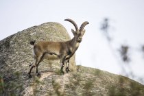 Capra selvatica spagnola sulla roccia a La Pedriza, Spagna — Foto stock