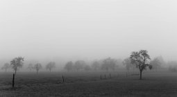 Germany, North Rhine-Westphalia, Aachen, Meadow with apple trees in November fog — Stock Photo