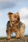 Yorkshire Terrier standing on stone outdoors and looking sideways — Stock Photo