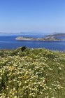 Turchia, Veduta del crisantemo della ghirlanda sulla costa durante il giorno — Foto stock