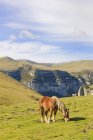 Espanha, Aragão, Pirinéus Centrais, Parque Nacional Ordesa y Monte Perdida, Canon de Anisclo, pasto de cavalos selvagens no prado — Fotografia de Stock