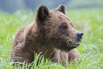 Retrato de un oso pardo mirando a un lado tendido en el prado verde - foto de stock