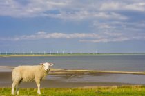 Alemanha, Schleswig-Holstein, Vista de ovelhas na grama com turbina eólica no fundo — Fotografia de Stock