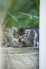 Primer plano de gatito sentado en piedra detrás de la ventana - foto de stock