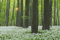 Германия, Вид на Рамсон и буковые деревья в лесу — стоковое фото