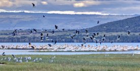 Africa, Kenya, Veduta dei gabbiani dalla testa grigia e dei pellicani bianchi al Parco Nazionale del Lago Nakuru — Foto stock