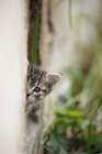 Primer plano de tabby gatito mirando fuera de la pared al aire libre - foto de stock
