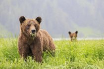 Ведмеді Грізлі їсть траву в денний час, Khutzeymateen ведмедя Грізлі святилище, Канада — стокове фото