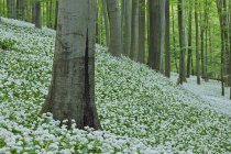 Германия, Вид на Рамсон и буковые деревья в лесу — стоковое фото
