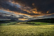 Germany, Baden Wuerttemberg, Constance, View of wheat field in sunset — Stock Photo