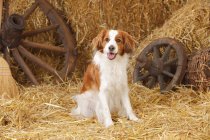 Piccolo cane domestico olandese seduto sulla paglia nel fienile — Foto stock
