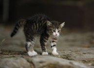Закри кошеня стоячи і дивитися вбік — стокове фото