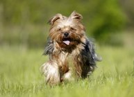 Yorkshire Terrier cão correndo na grama — Fotografia de Stock