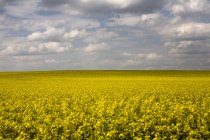 Вид на поле желтого рапса в Мбаппе, Германия — стоковое фото