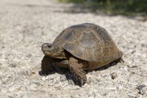 Testuggine coscia, primo piano — Foto stock