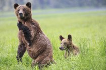 Канади, Khutzeymateen ведмедя Грізлі святині, прямостоячий жіночий Грізлі стоячи з дитиною — стокове фото
