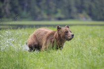 Female grizzly bear walking by pole in green forest — Stock Photo