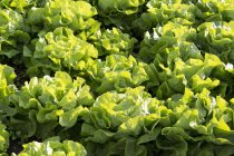 Pluck lettuce bunches closeup view — Stock Photo