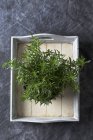 Rosemary on tray, top view — Stock Photo