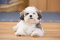 Cachorro de perro de raza mixta acostado en suelo de madera - foto de stock
