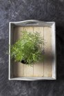 Cola herb growing in pot on wooden tray — Stock Photo
