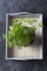 Chervil growing in pot on wooden tray — Stock Photo
